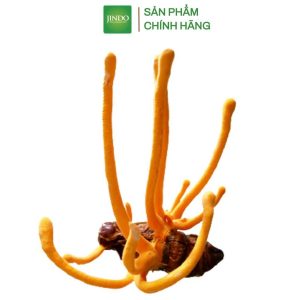 [Mã TTGIAM60K giảm đến 60K đơn 50K] Đông Trùng Hạ Thảo JINDO Nguyên Con sấy thăng hoa 20pcs   ₫250.000 - ₫1.200.000